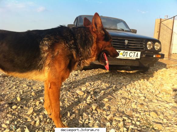 Dacia Sport - ''Panther'' - lord_halo1 - Dacia Sport clasica