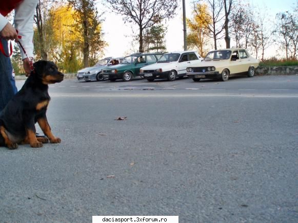 Dacia Sport BR 10 TCM - ea e Clara mascota lui RFG sa stiti ca ea ne-a - Dacia Sport tuning